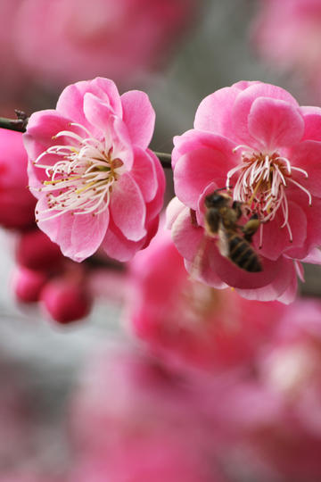 楊威回應(yīng)網(wǎng)友讓其去考裁判證